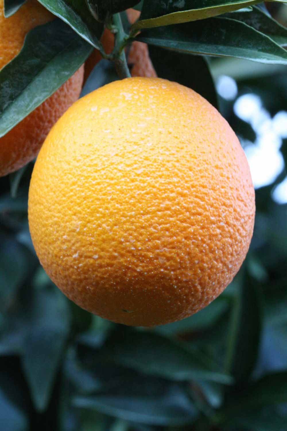              Fruit (Lindcove, CA)       